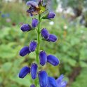 Salvia cacaliifolia